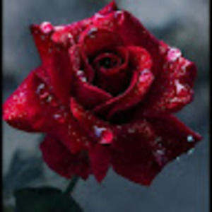 Meet your Posher, Kyra